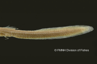 рис. 5: Phreatobius cisternarum, syntype, tail