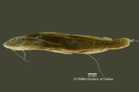 Bild 3: Pimelodella boliviana, holotype, lateral