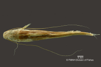 Bild 4: Pimelodella boliviana, holotype, dorsal