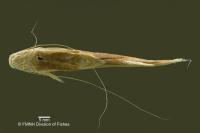 Bild 5: Pimelodella boliviana, holotype, ventral