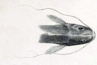 рис. 3: Pimelodella buckleyi - Kopf