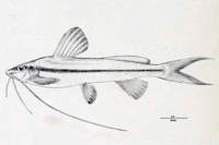 рис. 4: Pimelodella copei - Type