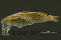 Pimelodella eigenmanni, holotype, lateral
