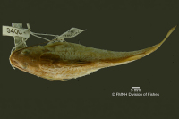 foto 3: Pimelodella eigenmanni, holotype, dorsal

