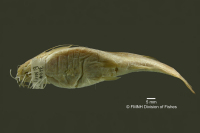 Bild 4: Pimelodella eigenmanni, holotype, ventral
