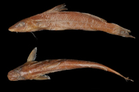 Pimelodella elongata - Pimelodus elongatus - Type