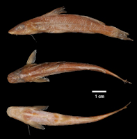 рис. 3: Pimelodella elongata