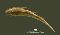 Bild 4: Pimelodella griffini - Bauch