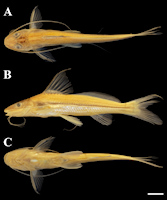 рис. 3: Pimelodella guato, holotype, ZUFMS-PIS 8515, 78.5 mm SL, Brazil, Mato Grosso do Sul, Corumbá
municipality, rio Paraguai basin, rio Miranda, sandy beaches at Passo do Lontra region, 19°34’37”S
57°00’42”W
