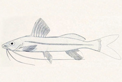 Pic. 5: Pimelodella hasemani