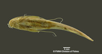 Pic. 4: Pimelodella hasemani - Ventralansicht