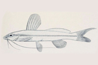 Pimelodella itapicuruensis