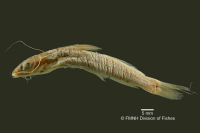 рис. 3: Pimelodella itapicuruensis, holotype, lateral