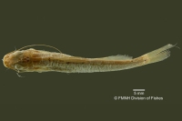 рис. 4: Pimelodella itapicuruensis, holotype, dorsal