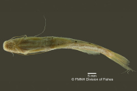 foto 5: Pimelodella itapicuruensis, holotype, ventral