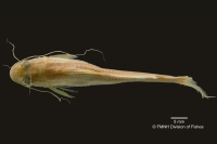 рис. 4: Pimelodella macturki, holotype, dorsal