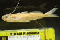 рис. 3: Pimelodella mucosa, lateral