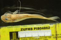 Pic. 4: Pimelodella mucosa, dorsal