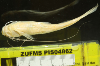 рис. 5: Pimelodella mucosa, ventral