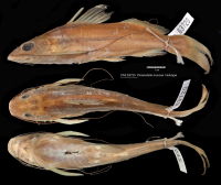 рис. 6: Pimelodella mucosa, holotype