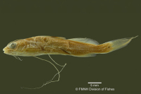 рис. 3: Pimelodella notomelas, holotype, lateral