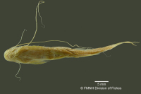 Bild 5: Pimelodella notomelas, holotype, ventral