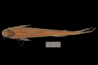 foto 3: Pimelodella chagresi odynea = Pimelodella odynea; paratype, dorsal