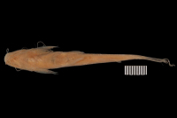 Bild 4: Pimelodella chagresi odynea = Pimelodella odynea; paratype, ventral