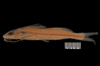 Pimelodella chagresi odynea = Pimelodella odynea; paratype, lateral