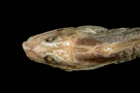 Bild 3: Pimelodella pectinifer, dorsal