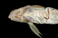 Bild 4: Pimelodella pectinifer, ventral