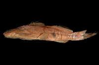 Pimelodella roccae, lateral