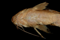 рис. 4: Pimelodella roccae, head ventral