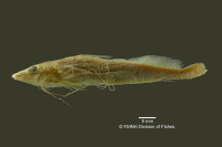 Pimelodella serrata, holotype, lateral