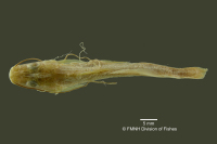 Bild 3: Pimelodella serrata, holotype, dorsal