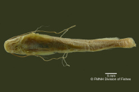 Bild 4: Pimelodella serrata, holotype, ventral