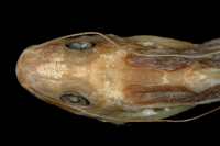 рис. 3: Pimelodella steindachneri, dorsal