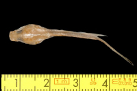 рис. 3: Pimelodella yuncensis, syntype, dorsal