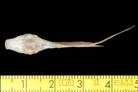 Pic. 4: Pimelodella yuncensis, syntype, ventral