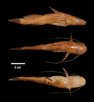 Bild 3: Pimelodus holomelas - Type