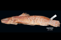 Rhamdia poeyi, holotype, lateral
