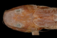 рис. 3: Rhamdia poeyi, holotype, head dorsal