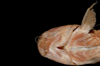 рис. 4: Rhamdia poeyi, holotype, head ventral
