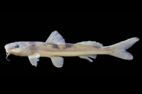 Rhamdioglanis transfasciatus, NUP 18312, 118.3 mm