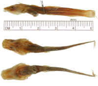 Bild 3: Taunayia bifasciata = Nannoglanis bifasciatus, holotype