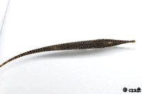 Acestridium colombiensis