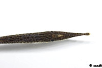 Bild 3: Acestridium colombiensis