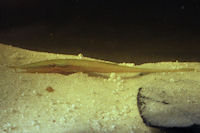 Bild 3: Acestridium dichromum