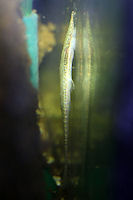 Bild 6: Acestridium dichromum
