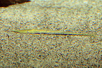 Bild 3: Acestridium cf. discus